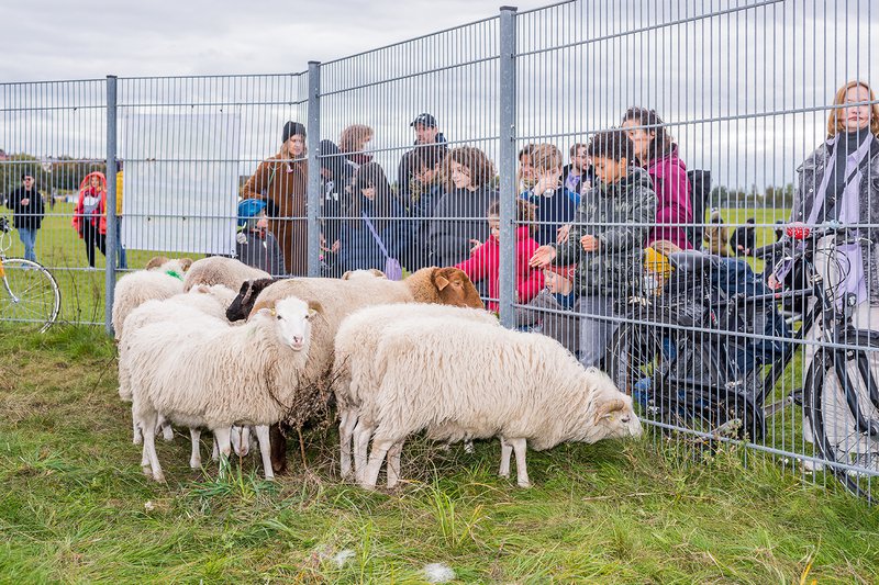 Schafe hinter einem Zaun