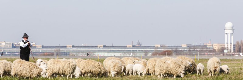 Schäfer mit Herde auf dem Tempelhofer Feld