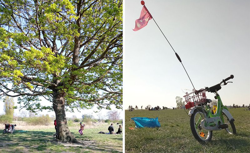 Baum und Fahrrad