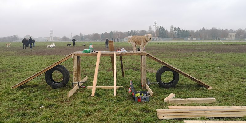 Hund steht auf einem provisorischen Hindernis umgeben von Werkzeugen und Baumaterial