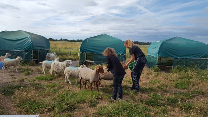 Schafe mit Sommerzelt auf dem Tempelhofer Feld