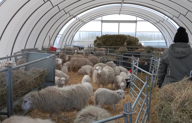 Schafe mit Lämmern in einem Tunnelzelt