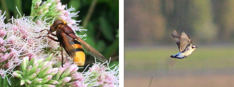 Wildbiene an einer Blüte und ein Steinschmätzer im Flug